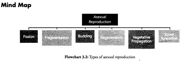 Types of Asexual Reproduction