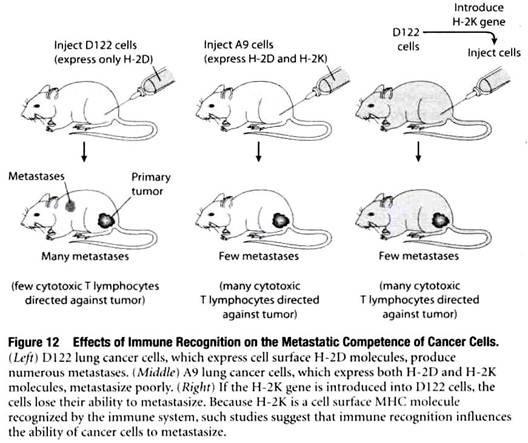 Effects of Immune Recognition on the Metastatic Competence of Cancer Cells