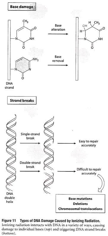 Types of DNA Damage Caused by Ionizing Radiation