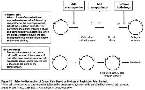 Selective Destruction of Cancer Cells Based on the Loss of Restriction Point Control