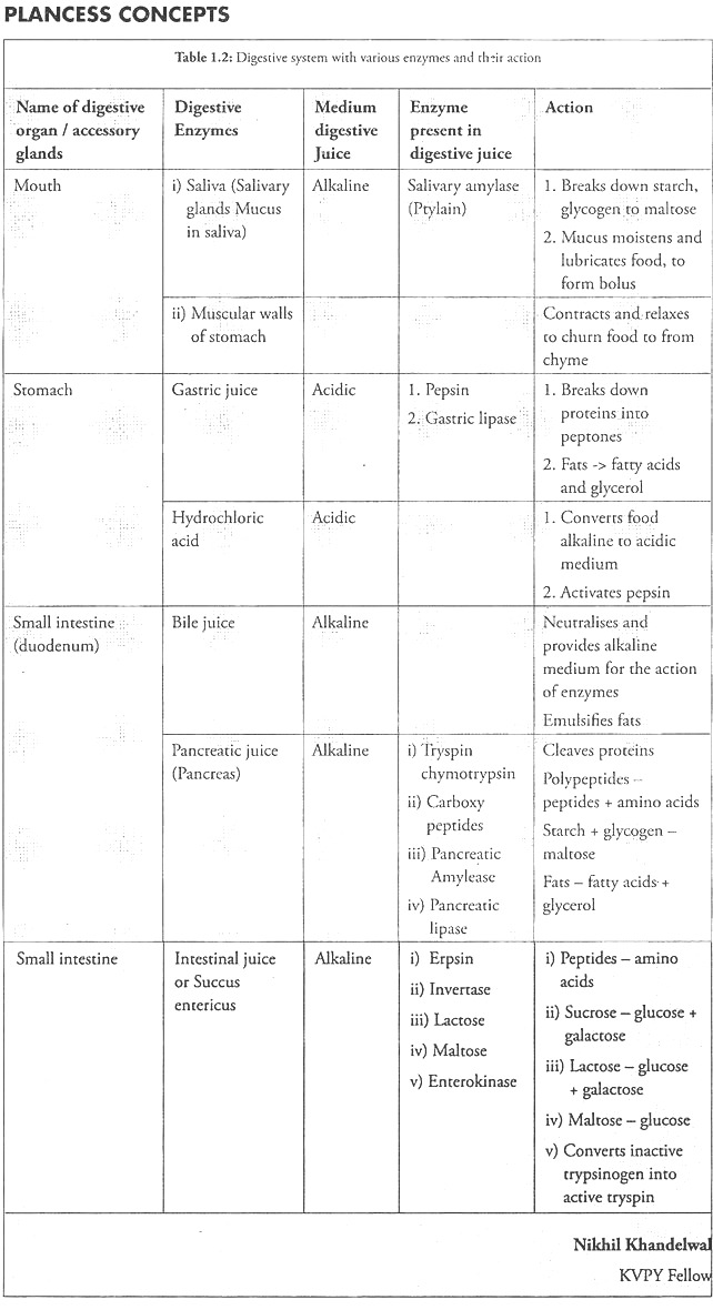 Digestive System with Various Enzymes and their Action