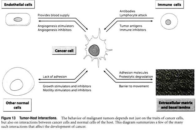 Tumor-Host Interactions