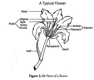 Parts of a Flower