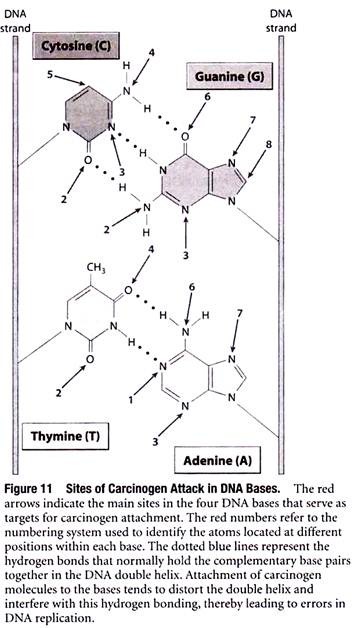 Sites of Carcinogen Attack in DNA Bases