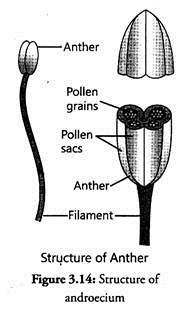 Structure of Androecium