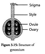 Structure of Gynoecium