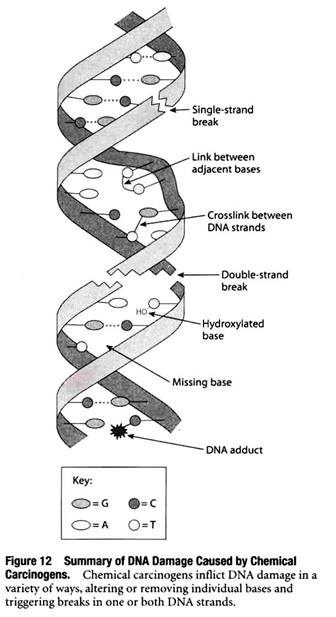 Summary of DNA Damage Caused by Chemical Carcinogens