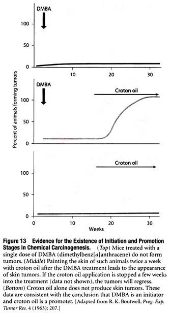 Evidence for the Existence of Initiation and Promotion Stages