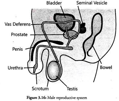 Male Reproductive System