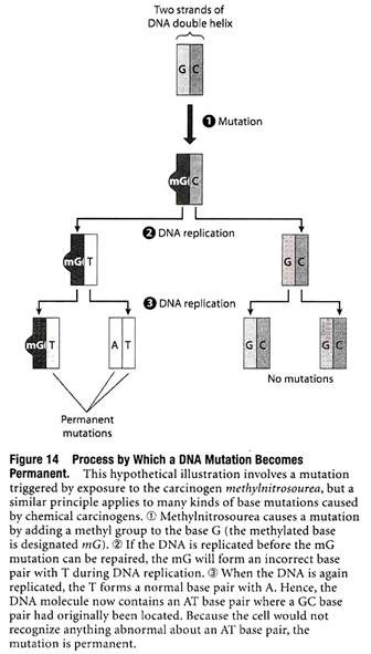 Process by which a DNA Mutation becomes Permanent