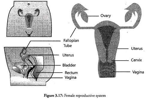 Female Reproductive System