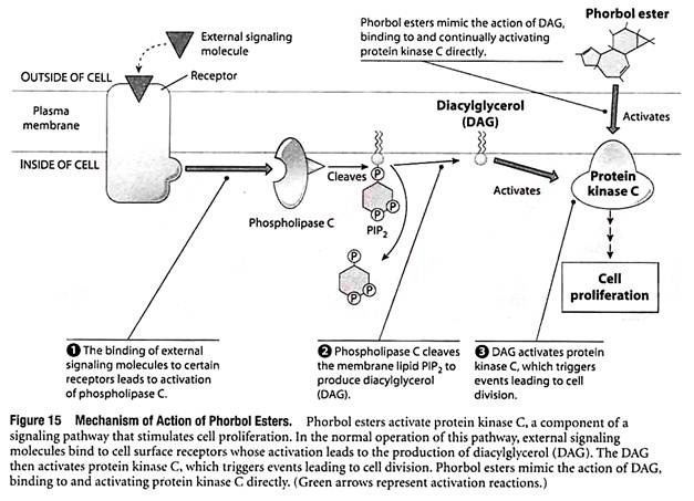 Mechanism of Action of Phorbol Esters