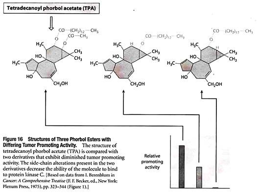 Structures of Three Phorbol Esters