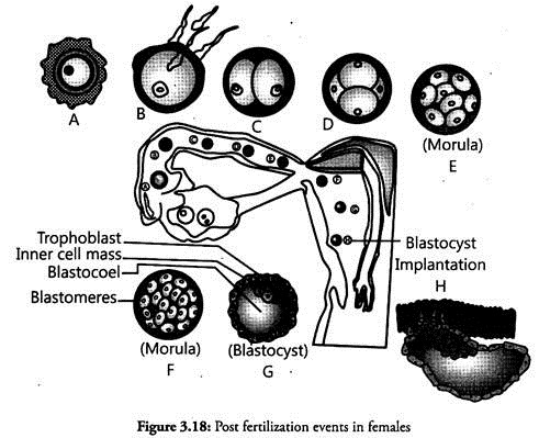 Post Fertilization Events in Females