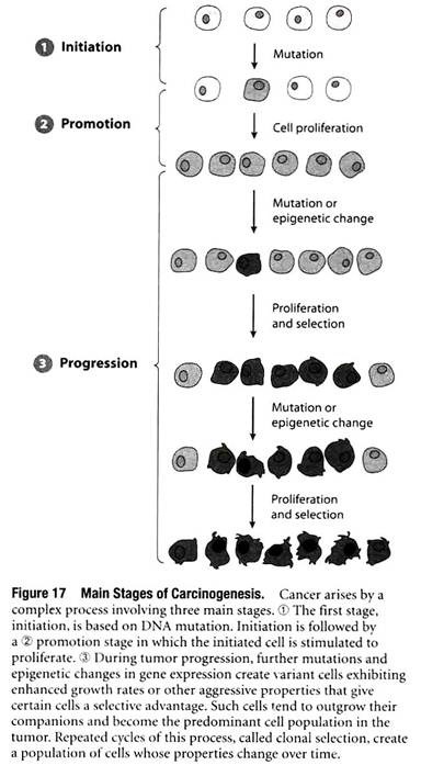 Main Stages of Carcinogenesis