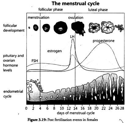 Post Fertilization Events in Females