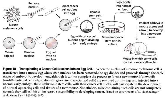 Transplantting a Cancer Cell Nucleus into an Egg Cell