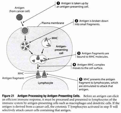 Antigen Processing by Antigen-Presentation Cells