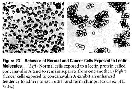 Behaviour of Normal and Cancer Cells Exposed to Lectin Molecules