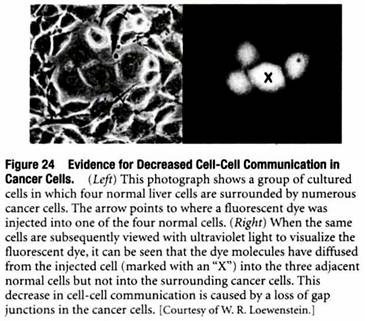 Evidence for Decreased Cell-Cell Communication in Cancer Cell