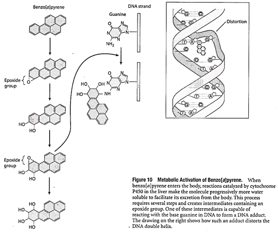 Metabolic Activation of Benzo(a)pyrene