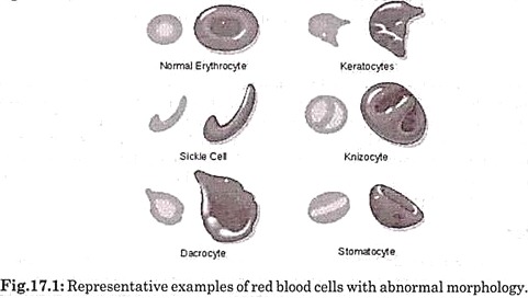 Representative Examples of Red Blood Cells