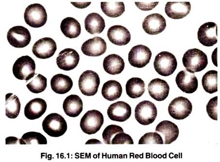 SEM of Human Red Blood Cell
