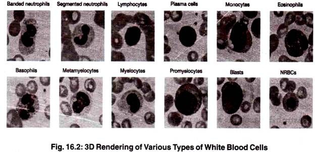 3D Rendering of Various Types of White Blood Cells