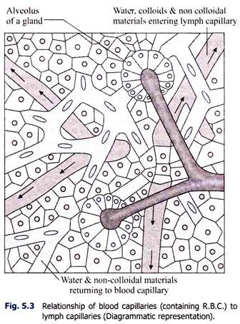 Relationship of Blood Capilaries to Lymph Capillaries