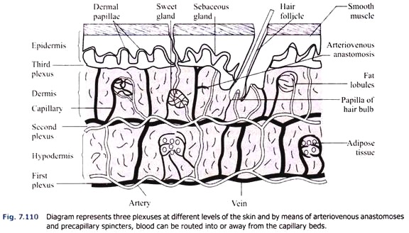 Diagram Represents Three Plexuses