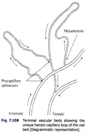 Terminal Vascular Beds