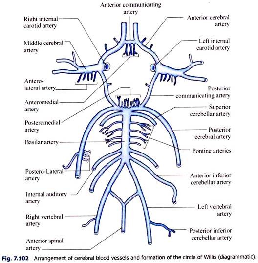 Cerebral Blood Vessels and Formation of the Circle of Willis