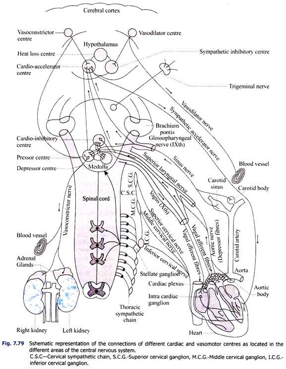 Different Cardiac and Vasomotor Centres