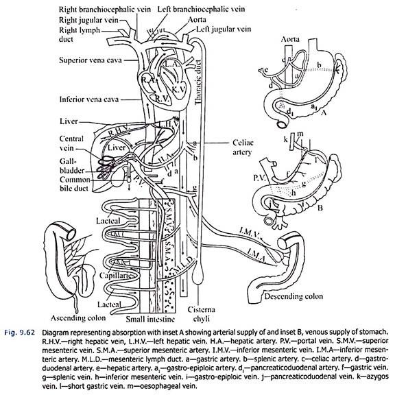 Interrelation between Digestion and Absorption