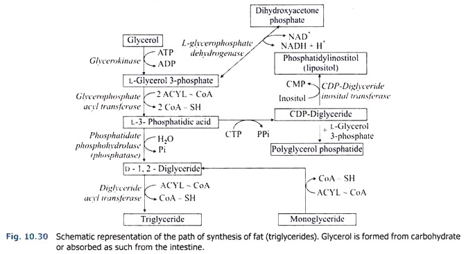 Path of Synthesis of Fat