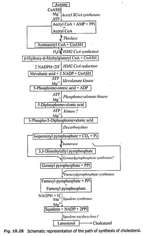 Schematic Representation of the Path of Synthesis of Chloesterol