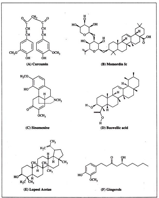 Structural Pattern of the Capillary Bed