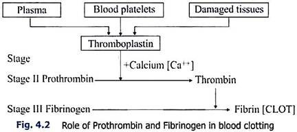 Role of Prothrombin and Fibrinogen in Blood Clotting