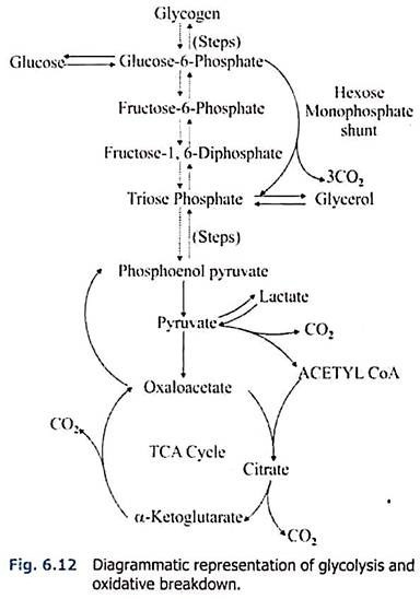 Glycolsis and Oxidative Breakdown