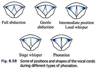 Positions and Shapes of the Vocal Cords