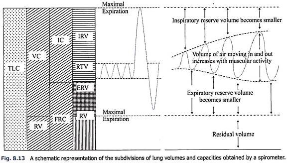 Subdivisions of Lung Volumes and Capacities Obtained by a Spirometer