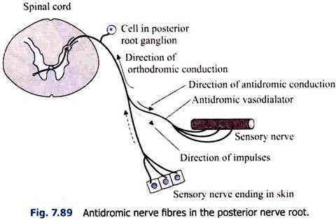 Antidromic Nerve Fibres in the Posterior Nerve Root