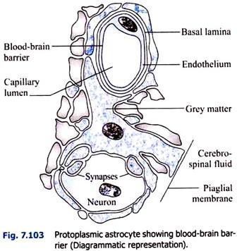 Protoplasmic Astrocyte