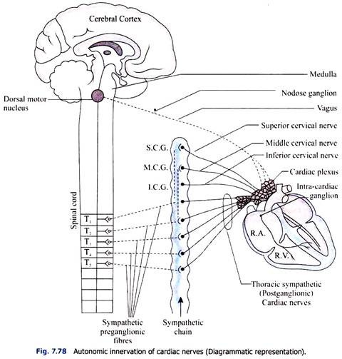 Autonomic Innervation of Cardiac Nerves