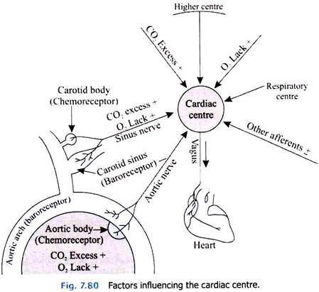 Factors Influencing the Cardiac Centre