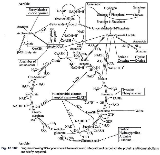 TCA Cycle