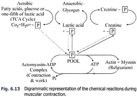 Chemical Reactions During Muscular Contraction