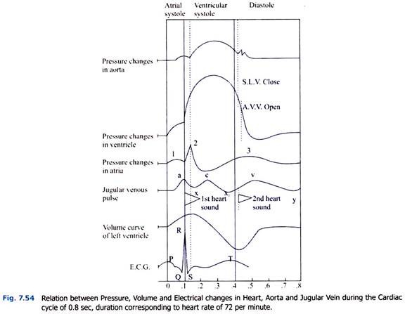 Ventricular Curve