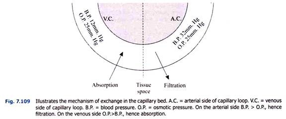 Illustrates the Mechanism of Exchange in the Capillary Bed