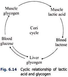 Cyclic Relationship of Lactic Acid and Glycogen